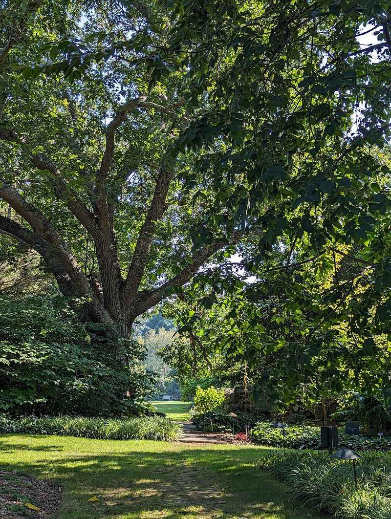 Rare Trees From Around the World