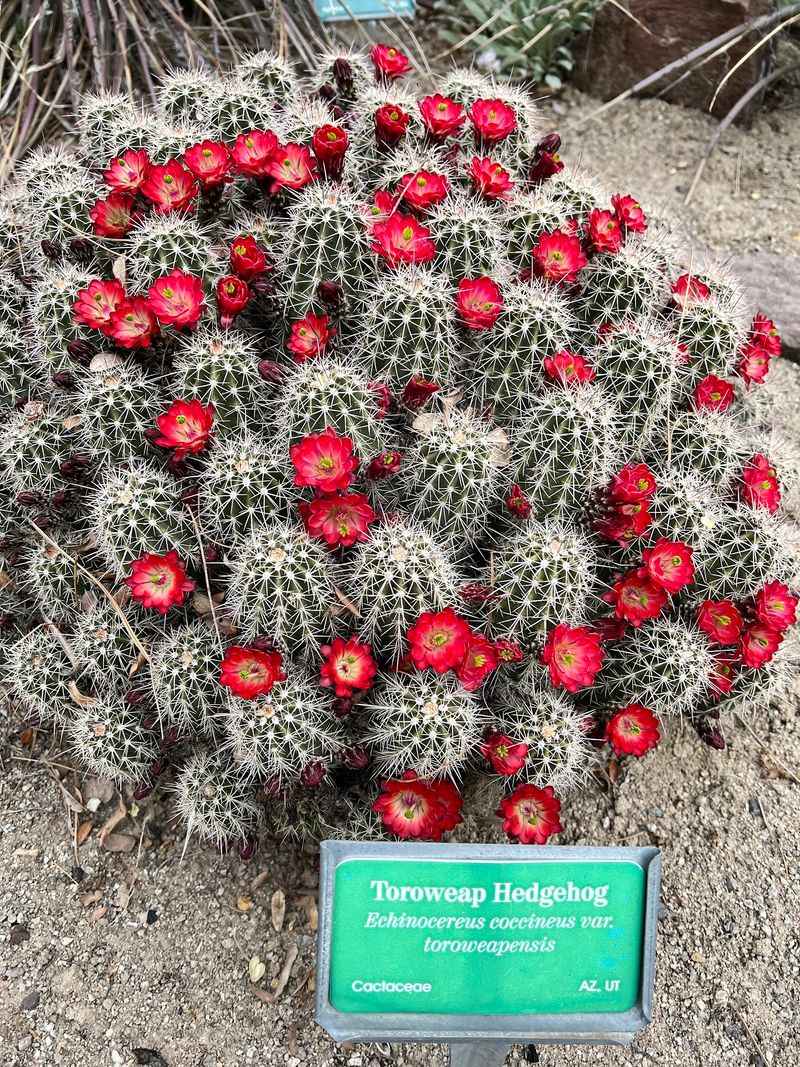 Rare and Cold-Hardy Plants You Will Not Find Anywhere Nearby