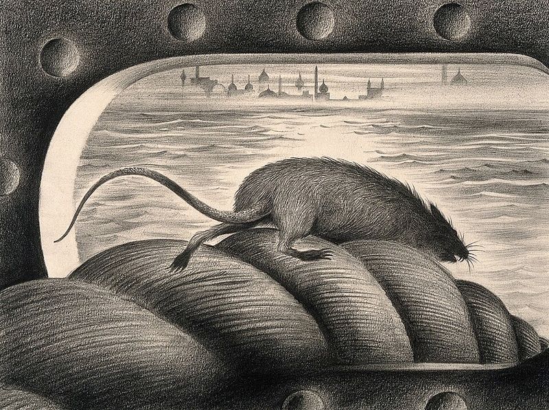 Rats and Insects Shared the Voyage Rats and Insects Shared the Voyage