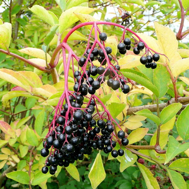 Raw or Improperly Prepared Elderberries - Europe and North America Raw or Improperly Prepared Elderberries - Europe and North America