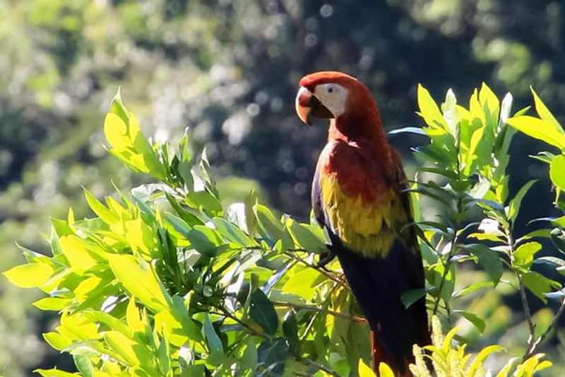 Red Bank Scarlet Macaw Viewing Area, Red Bank, Stann Creek District, Belize