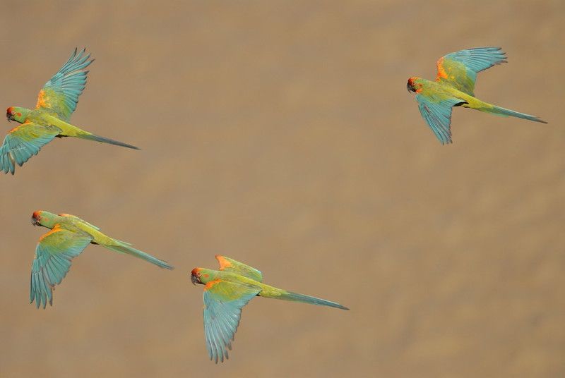 Red-Fronted Macaw Lodge, Cochabamba Department, Bolivia