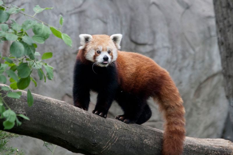 Red Pandas, Tigers, and the Asia Region Trail Red Pandas, Tigers, and the Asia Region Trail