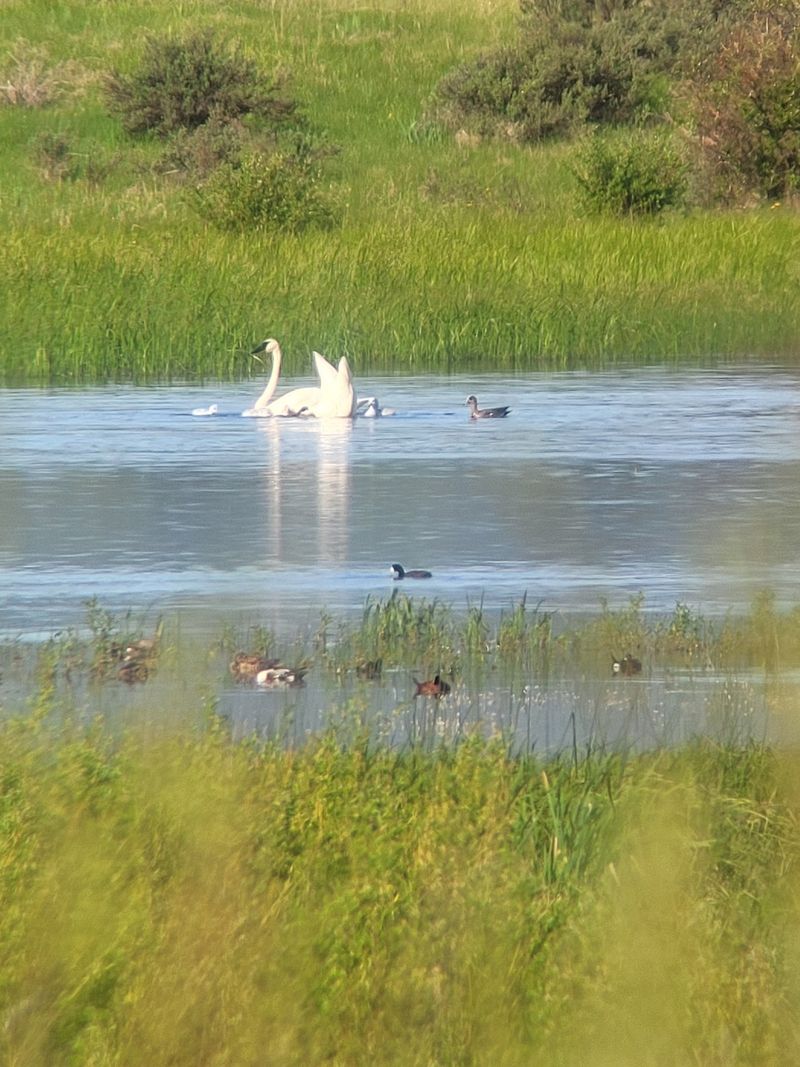 Red Rock Lakes National Wildlife Refuge, Lima, Montana