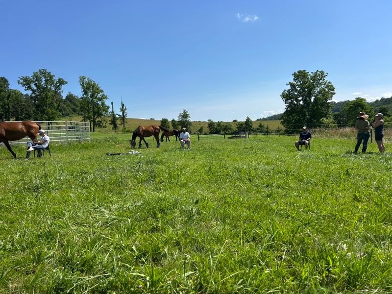 Reiki Sessions Beside the Herd Reiki Sessions Beside the Herd