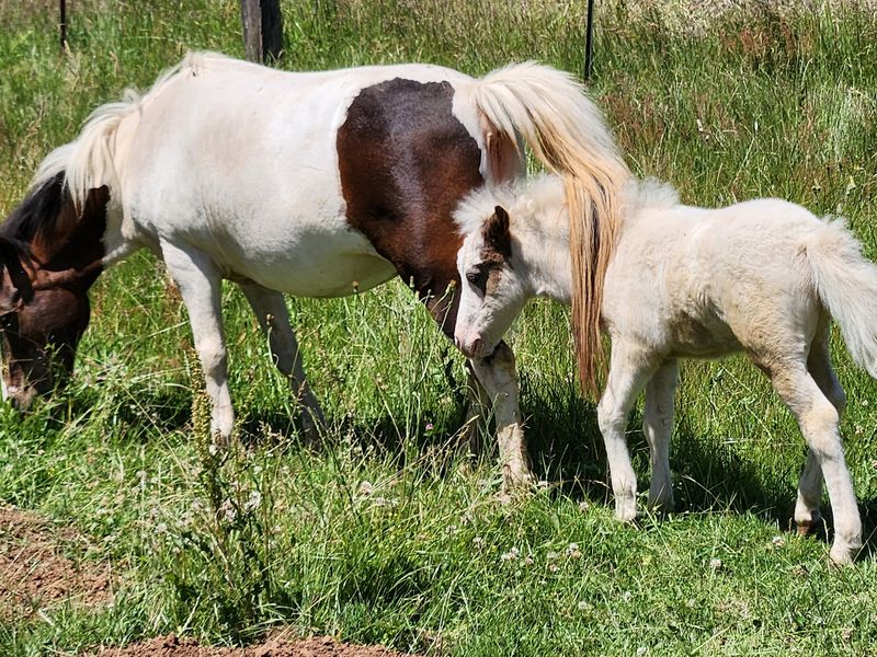 Rescue Horses, Ponies, and Chickens