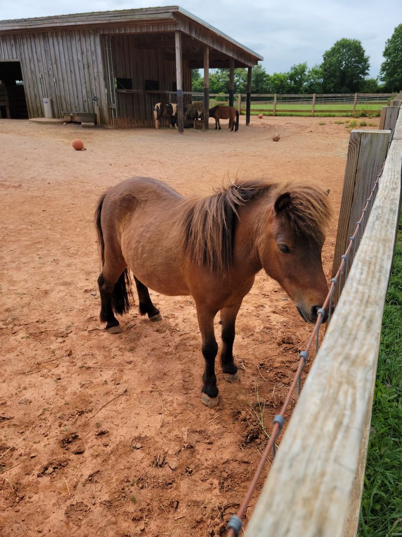 Rescue Ranch, Statesville, NC Rescue Ranch, Statesville, NC