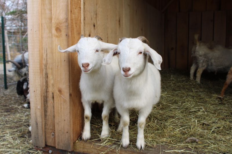 Reservations, Parking, and Farm Shoes Reservations, Parking, and Farm Shoes