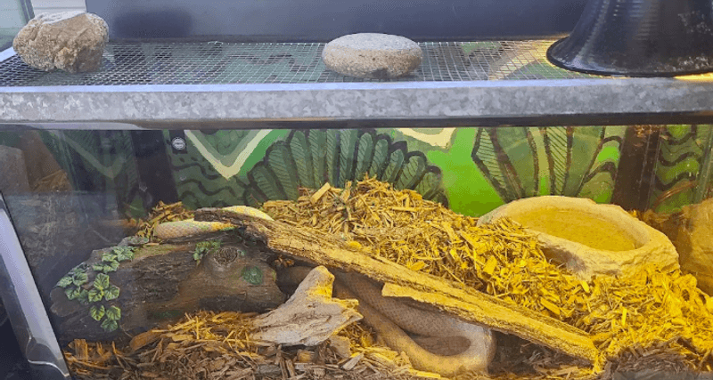 Resident Animals With Kid-Level Wonder