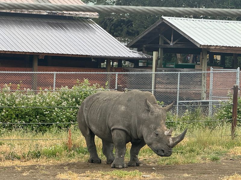 Rhinos Marching Straight Toward You Rhinos Marching Straight Toward You