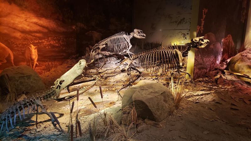 Rhinos, Red Pandas, and Alligators, Oh My Rhinos, Red Pandas, and Alligators, Oh My