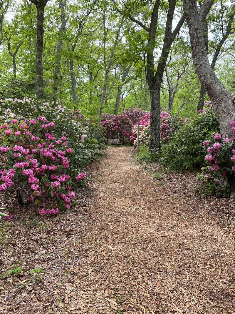 Rhododendron Groves That Change With the Seasons Rhododendron Groves That Change With the Seasons