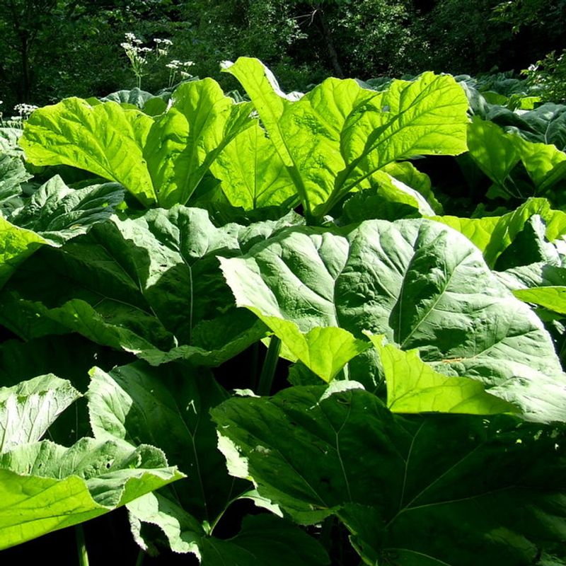 Rhubarb Leaves - Worldwide Rhubarb Leaves - Worldwide