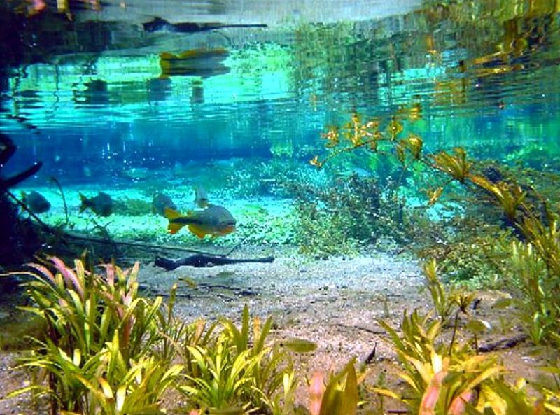 Rio Sucuri, Brazil