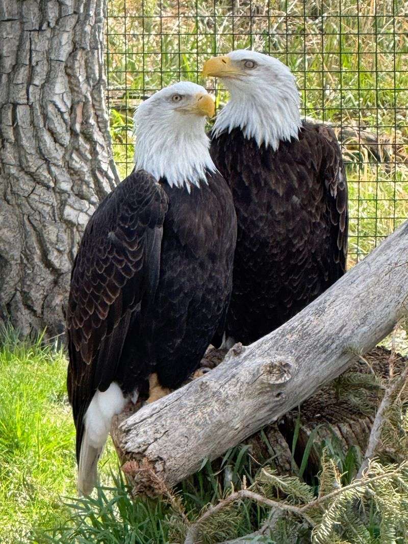 River Otters, Bald Eagles, and the North America Section River Otters, Bald Eagles, and the North America Section