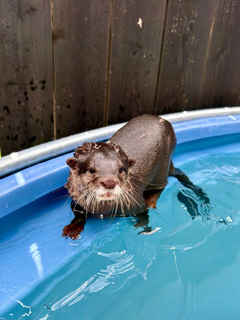 River Otters and the Encounters That Steal the Show