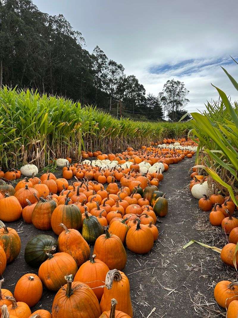 Rivers of Pumpkins in Every Shape Rivers of Pumpkins in Every Shape