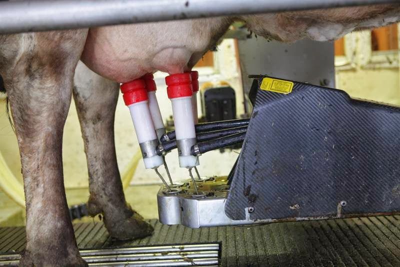 Robotic Milking Inside a 200-Year-Old Barn