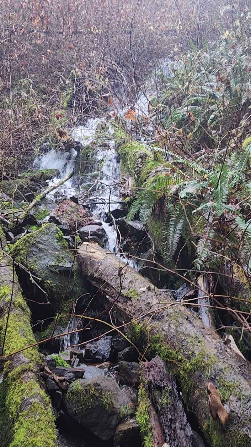 Roots, Mud, and the Creek's Seasonal Moods Roots, Mud, and the Creek's Seasonal Moods