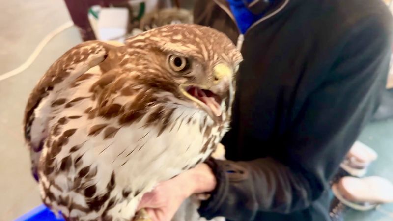 Rowena Wildlife Clinic, Mosier, OR Rowena Wildlife Clinic, Mosier, OR