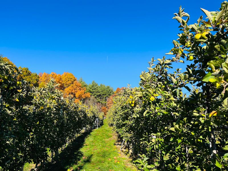 Rows of Apples for Every Picker Rows of Apples for Every Picker