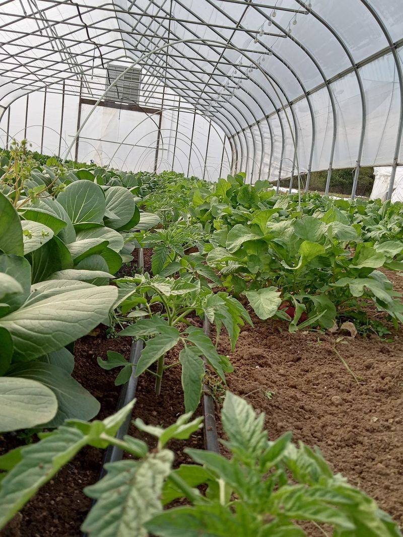 Rows of Local Produce Straight From the Soil Rows of Local Produce Straight From the Soil