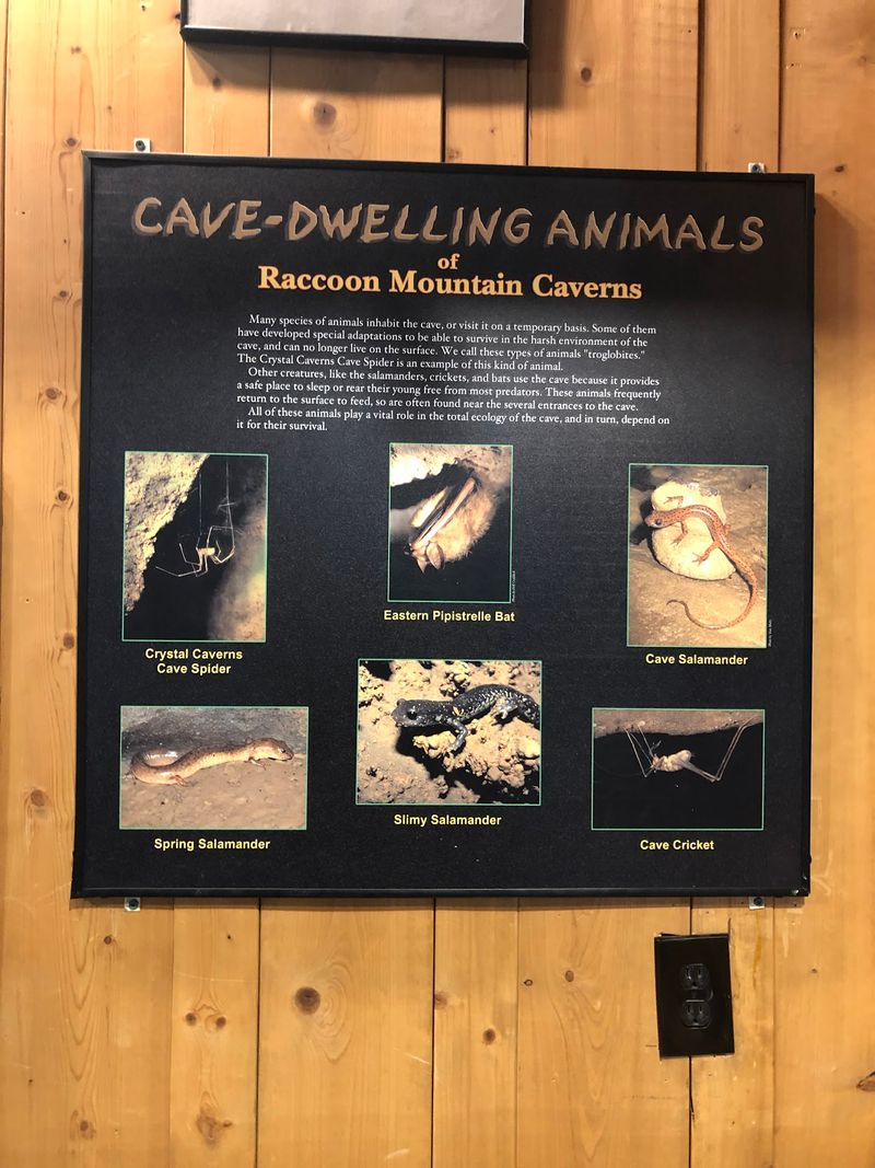 Salamanders, Bats, and Cave Critters Salamanders, Bats, and Cave Critters