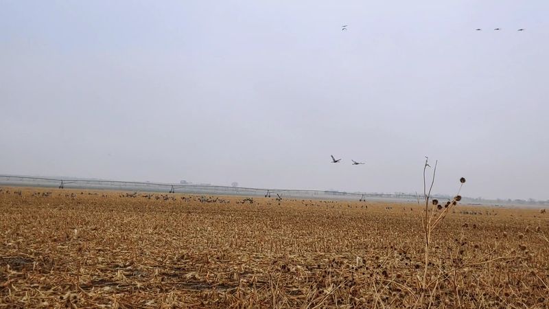 Sandhill Crane Public Viewing Roadside Turnout, Doniphan, Nebraska Sandhill Crane Public Viewing Roadside Turnout, Doniphan, Nebraska