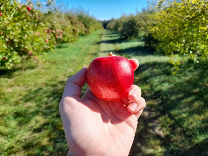 Sandisfield Orchard, Sandisfield, MA