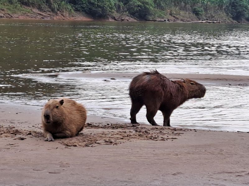 Sandoval Lake, Madre de Dios, Peru