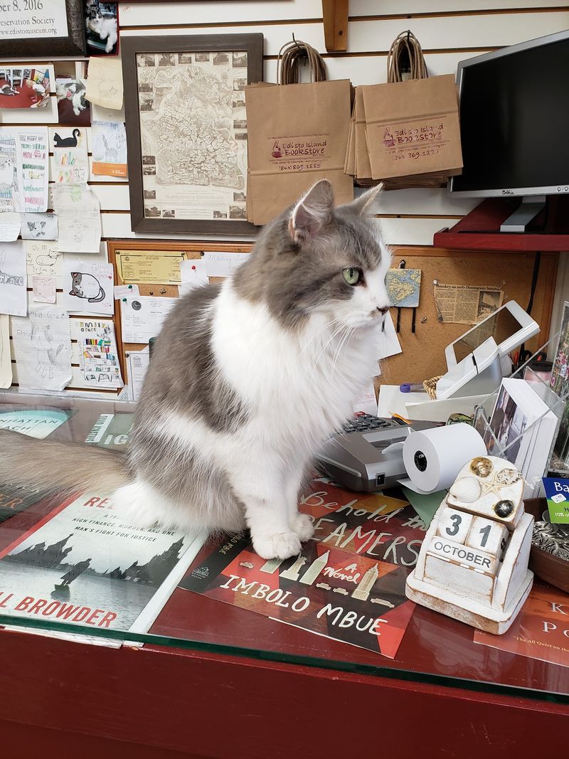 Sarah Margaret, the Store Cat Sarah Margaret, the Store Cat