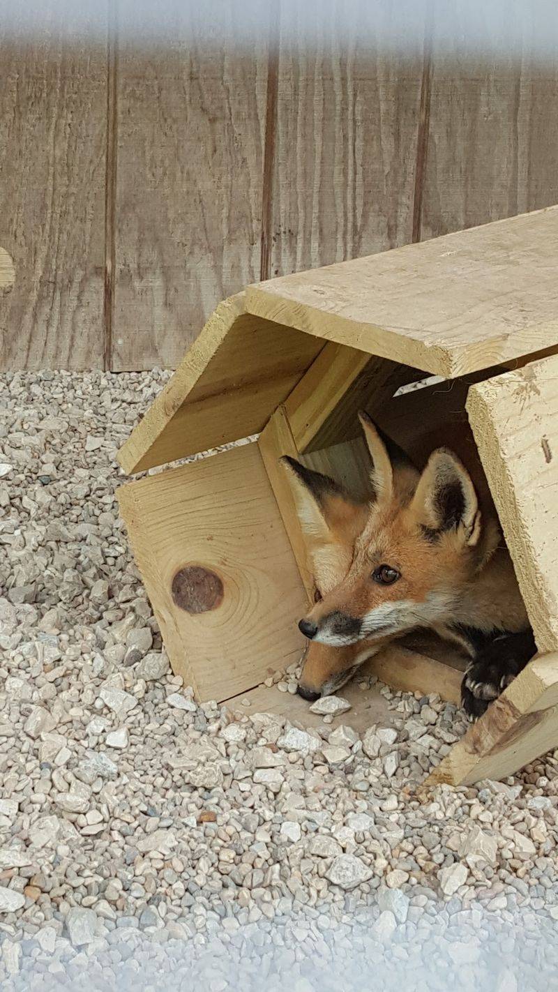 Sassy the Coyote, the Center's Most Famous Resident