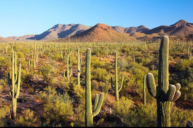 Scottsdale, Sonoran Desert, Arizona Scottsdale, Sonoran Desert, Arizona