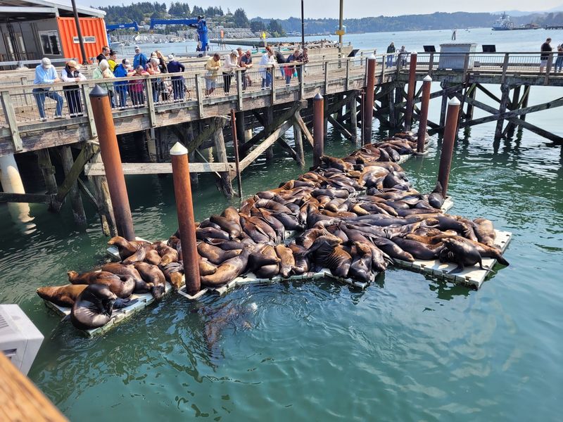 Sea Lions Lounging on the Docks Below Sea Lions Lounging on the Docks Below