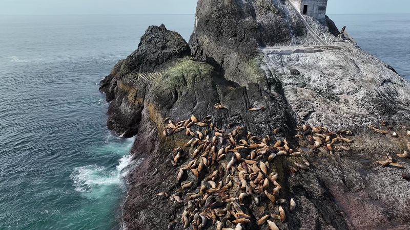 Sea Lions, Surfers, and Ocean Life Sea Lions, Surfers, and Ocean Life