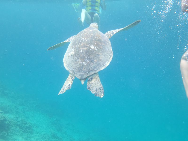 Sea Turtles With Zero Stage Fright Sea Turtles With Zero Stage Fright