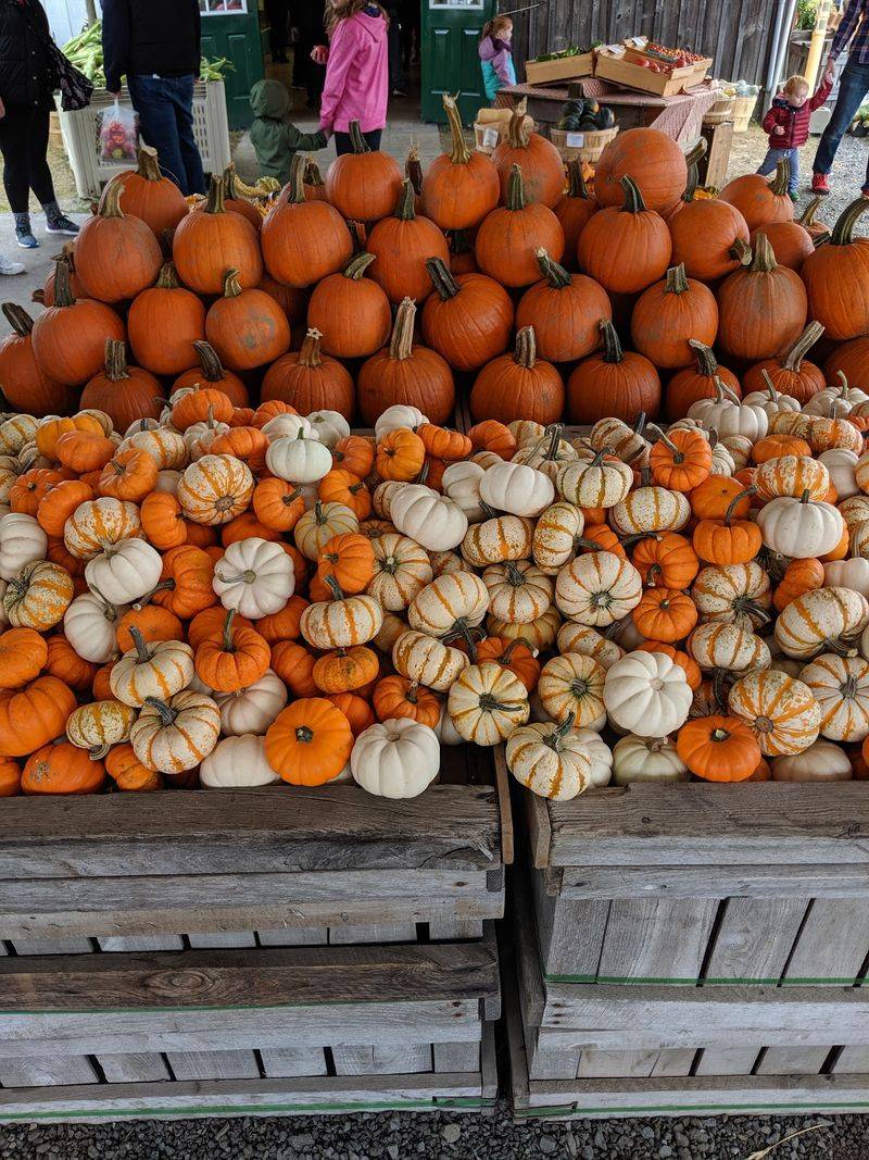 Seasonal Events and Fall Fun