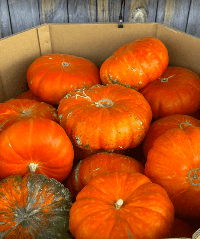 Seasonal Flowers, Pumpkins, and Fall Finds Seasonal Flowers, Pumpkins, and Fall Finds