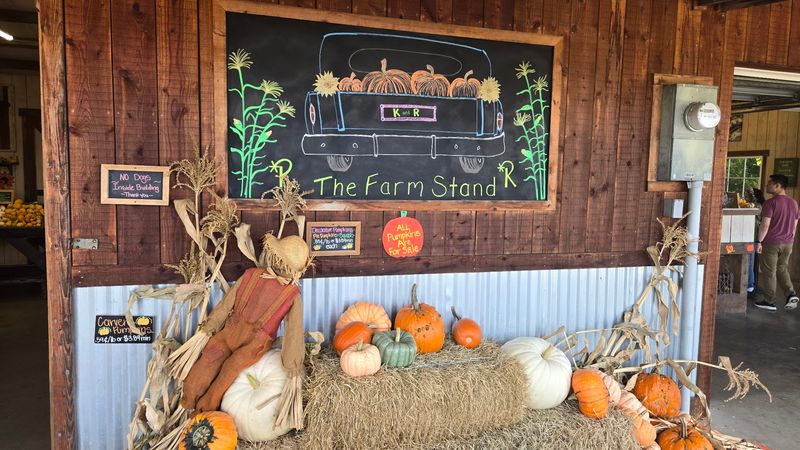 Seasonal Fun With Pumpkins and the Corn Maze