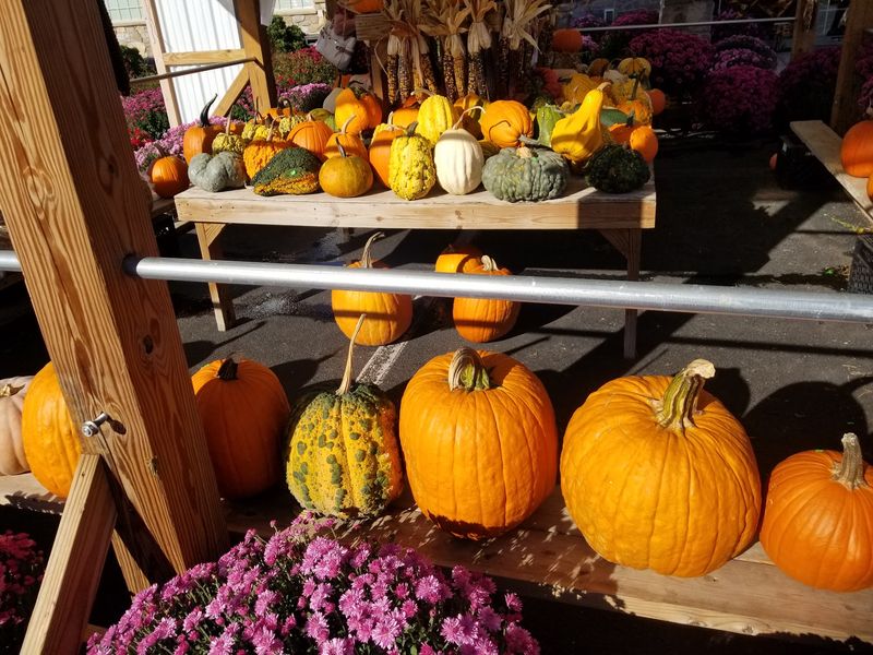 Seasonal Surprises and the Corn Maze That Shows Up in Fall