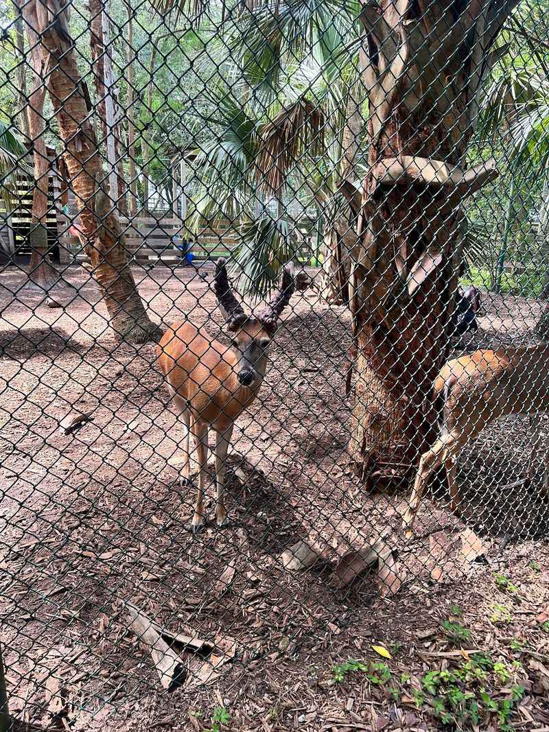 Second Chances for Thousands of Native Animals Second Chances for Thousands of Native Animals