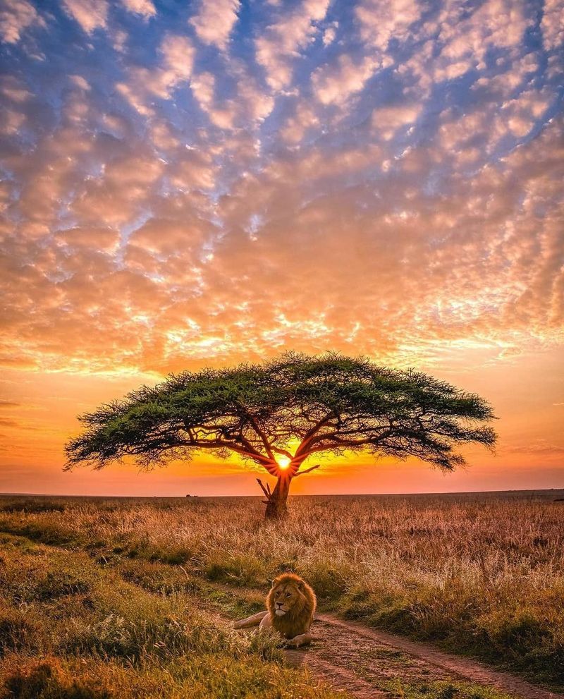 Serengeti National Park, Tanzania