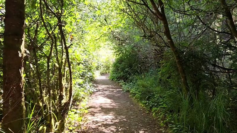 Shady Forest Paths and Wild Berries Shady Forest Paths and Wild Berries