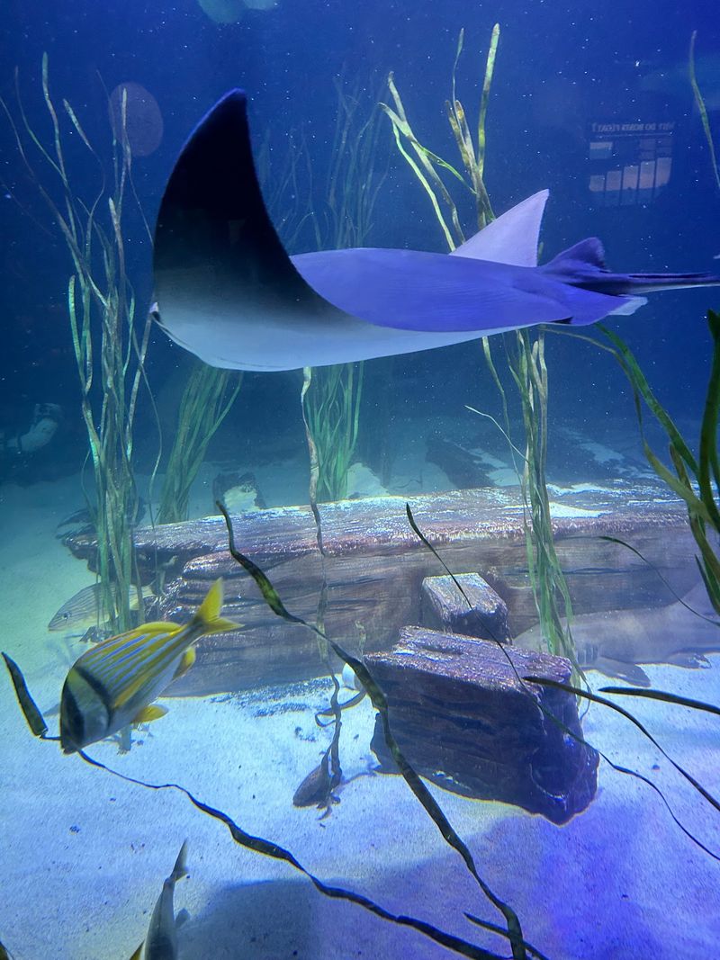 Sharks, Stingrays, and a Few Surprises Sharks, Stingrays, and a Few Surprises