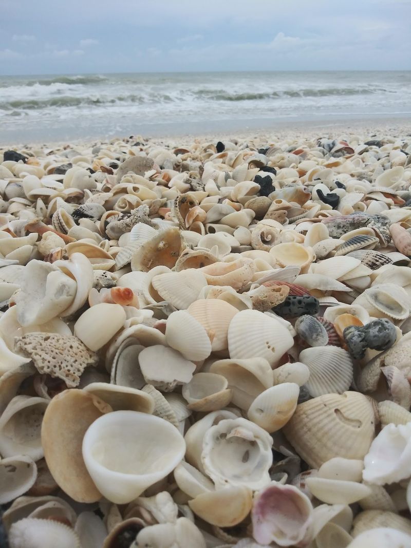 Shell Collectors' Quiet Paradise