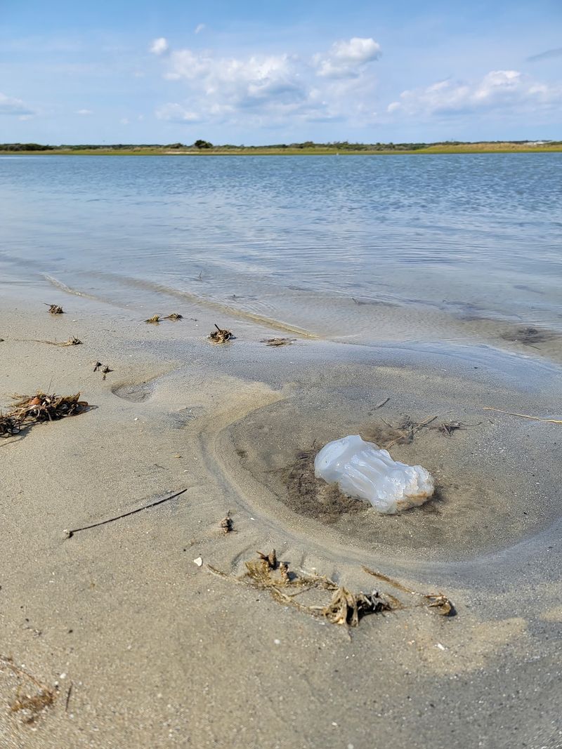Shelling on Bird Shoal's Treasure-Filled Sand Bars
