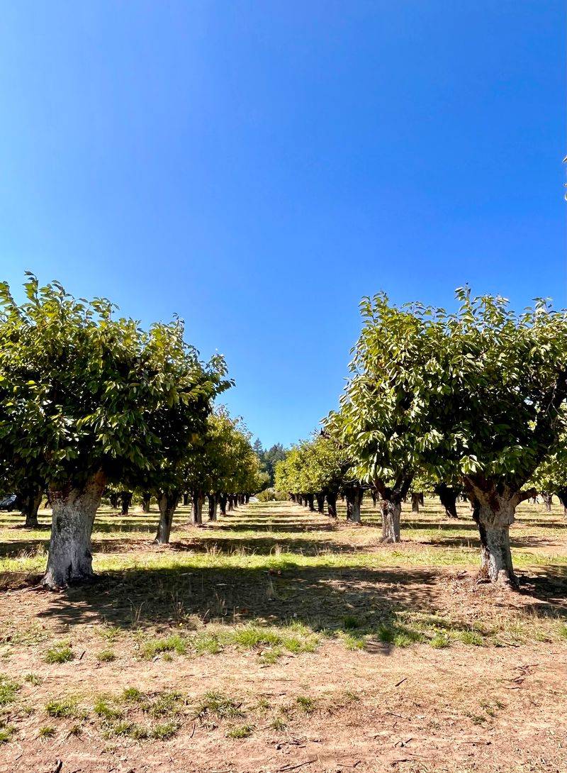 Sherwood Orchards, Sherwood, OR