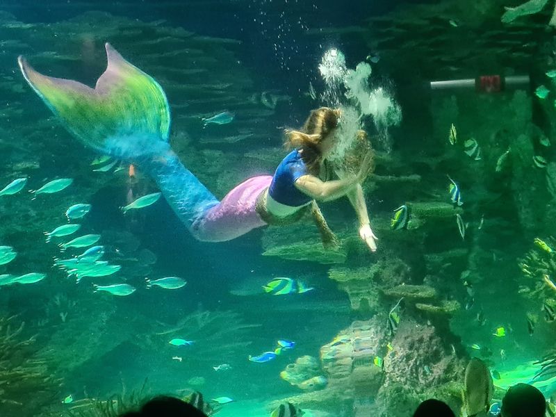 Shows, Mermaids, and Live Fun Shows, Mermaids, and Live Fun