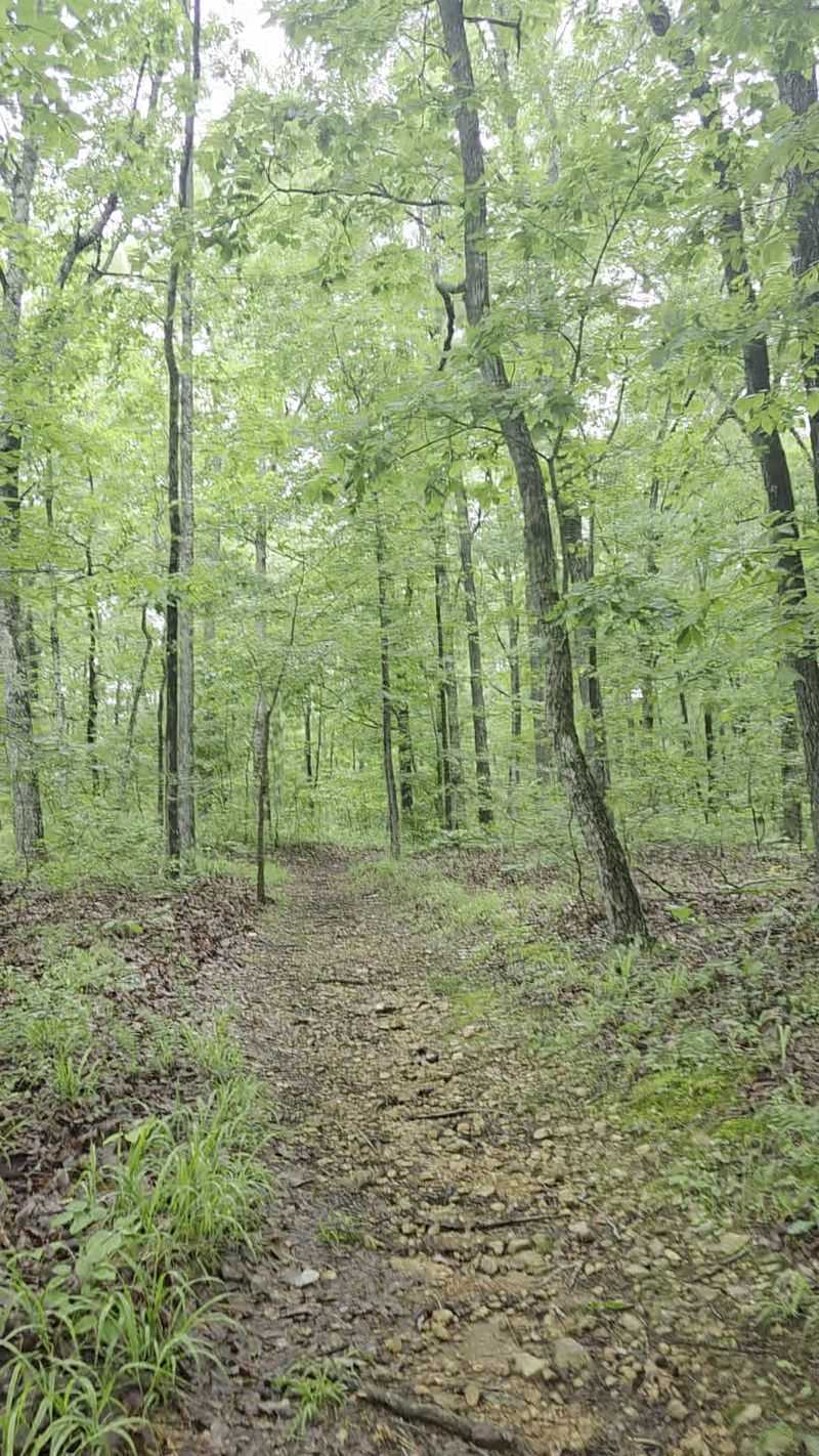 Sixty Years of Undisturbed Forest Sixty Years of Undisturbed Forest