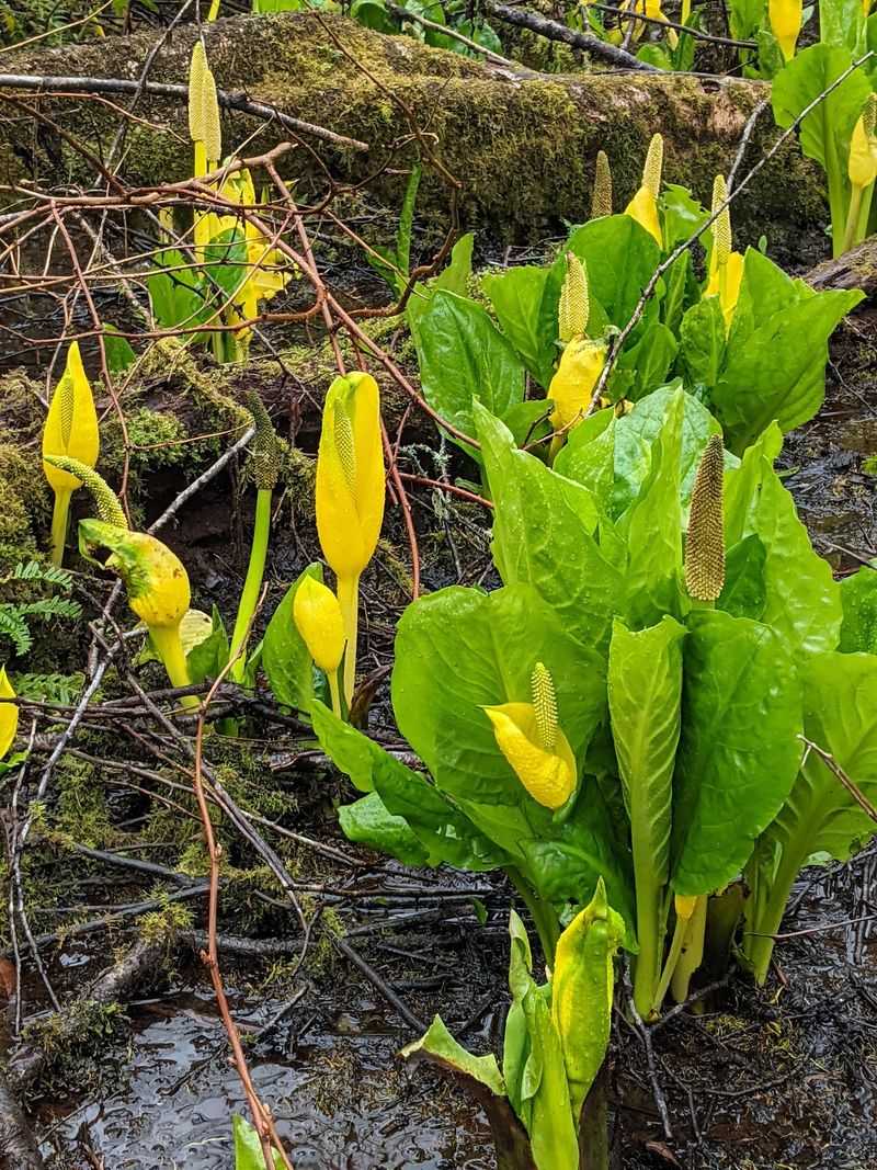 Skunk Cabbage Season on the Creek